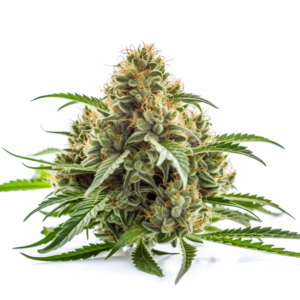 Chemdog Strain Feminized Marijuana Seeds