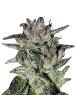 Chemdog Strain Feminized Marijuana Seeds