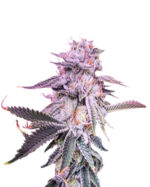 Cherry Blossom Feminized Cannabis Seeds
