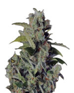 Cherry Kush Autoflowering Cannabis Seeds