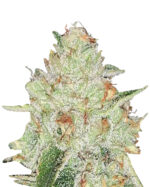 Cherry Lemonade Strain Feminized Cannabis Seeds