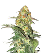 Cherry Pie Strain Feminized Cannabis Seeds