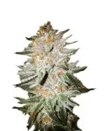Cherry Punch Strain Feminized Cannabis Seeds