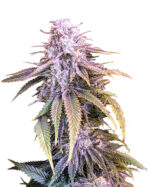 Chocolate Chunk Strain Feminized Marijuana Seeds