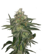 Chocolate Gelato Strain Feminized Cannabis Seeds
