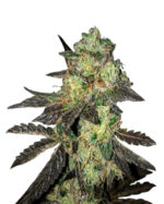 Chocolope Strain Feminized Cannabis Seeds