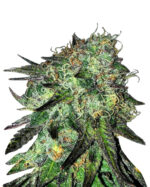 Chronic Widow Strain Feminized Cannabis Seeds