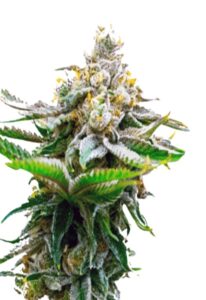 Chronic Widow Feminized Cannabis Seeds