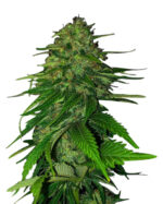 Chunky Monkey Strain Feminized Cannabis Seeds