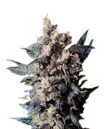 Church OG Strain Autoflower Cannabis Seeds