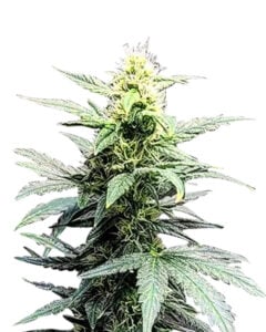 Clementine Strain Feminized Cannabis Seeds