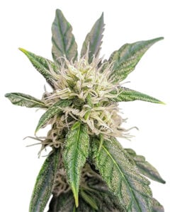 Cookie Crumble Strain Feminized Cannabis Seeds