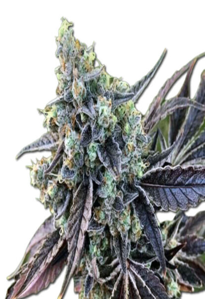 Cookie Dog Autoflowering Cannabis Seeds