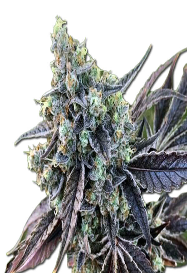 Cookie Dog Autoflower Cannabis Seeds