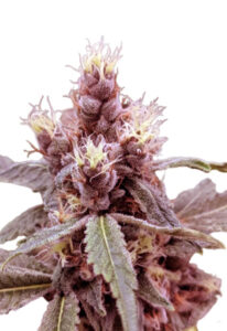 Cookie Monster Autoflower Marijuana Seeds