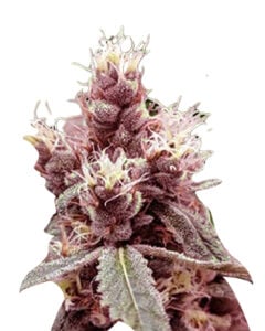 Cookie Monster Strain Autoflowering Cannabis Seeds