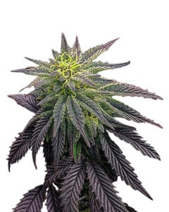 Cookie Monster Strain Feminized Cannabis Seeds