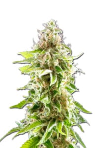 Cookie Haze Feminized Cannabis Seeds