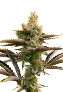 Cream Candy Autoflower Cannabis Seeds