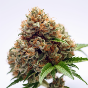 Cream Candy Strain Autoflowering Cannabis Seeds