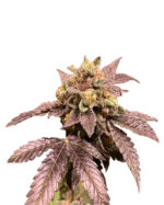 Cream Candy Strain Autoflowering Cannabis Seeds