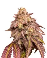 Cream Strain Autoflower Cannabis Seeds