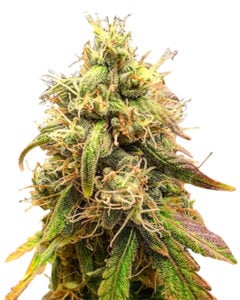 Creamsicle Strain Feminized Cannabis Seeds