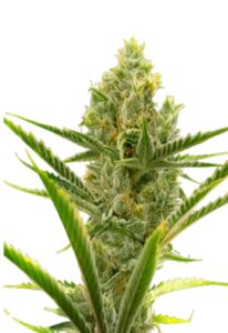 Critical 2.0 Feminized Cannabis Seeds