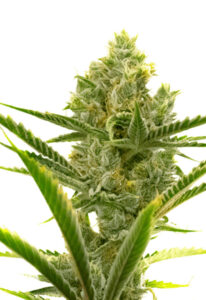 Critical + 2.0 Autoflower Marijuana Seeds