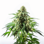 Critical + 2.0 Strain Autoflowering Cannabis Seeds