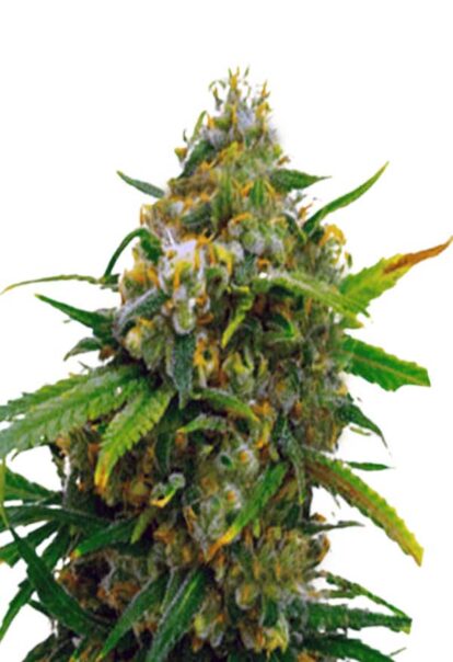 Critical Autoflower Cannabis Seeds