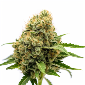 Critical Fast Bud Strain Autoflowering Cannabis Seeds