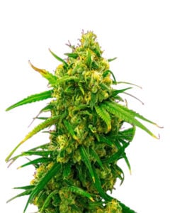 Critical Fast Bud Strain Autoflowering Cannabis Seeds
