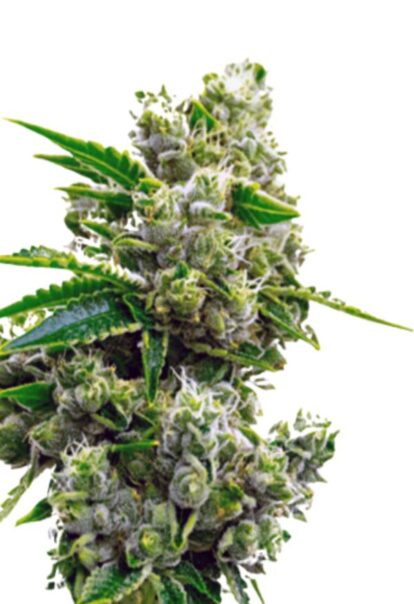 Critical Jack Feminized Cannabis Seeds