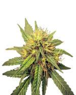 Critical Jack Strain Feminized Cannabis Seeds