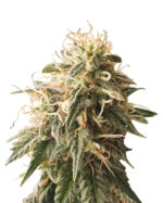 Critical Kush Feminized Cannabis Seeds