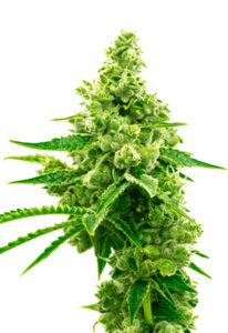 Critical Mass Autoflower Marijuana Seeds