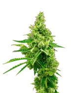 Critical Mass Strain Autoflowering Cannabis Seeds