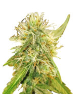 Critical Mass Strain Feminized Cannabis Seeds