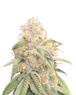 Critical Northern Lights Strain Feminized Cannabis Seeds
