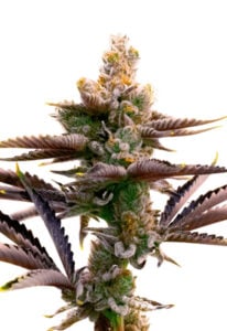 Critical Purple Strain Autoflowering Cannabis Seeds