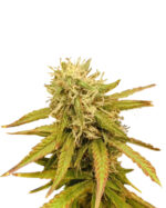 Critical+ Strain Feminized Cannabis Seeds