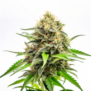 Critical Widow Strain Feminized Cannabis Seeds