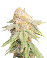 Critical Widow Strain Feminized Cannabis Seeds