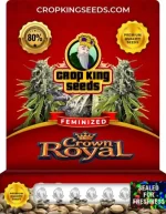 Crown Royale Strain Feminized