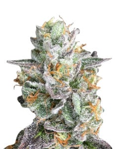 Crushed Grapes Strain Feminized Cannabis Seeds 
