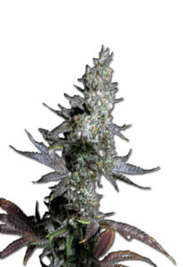 Crushed Grapes Feminized Cannabis Seeds