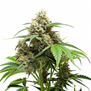 Crystal Strain Autoflowering Cannabis Seeds