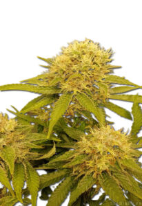 Crystal Autoflowering Cannabis Seeds