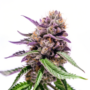 Dark Angel Strain Feminized Cannabis Seeds